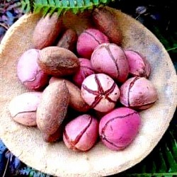 Cola nuts can affect your teeth color, reduce intake of colanut or brush after taking it.